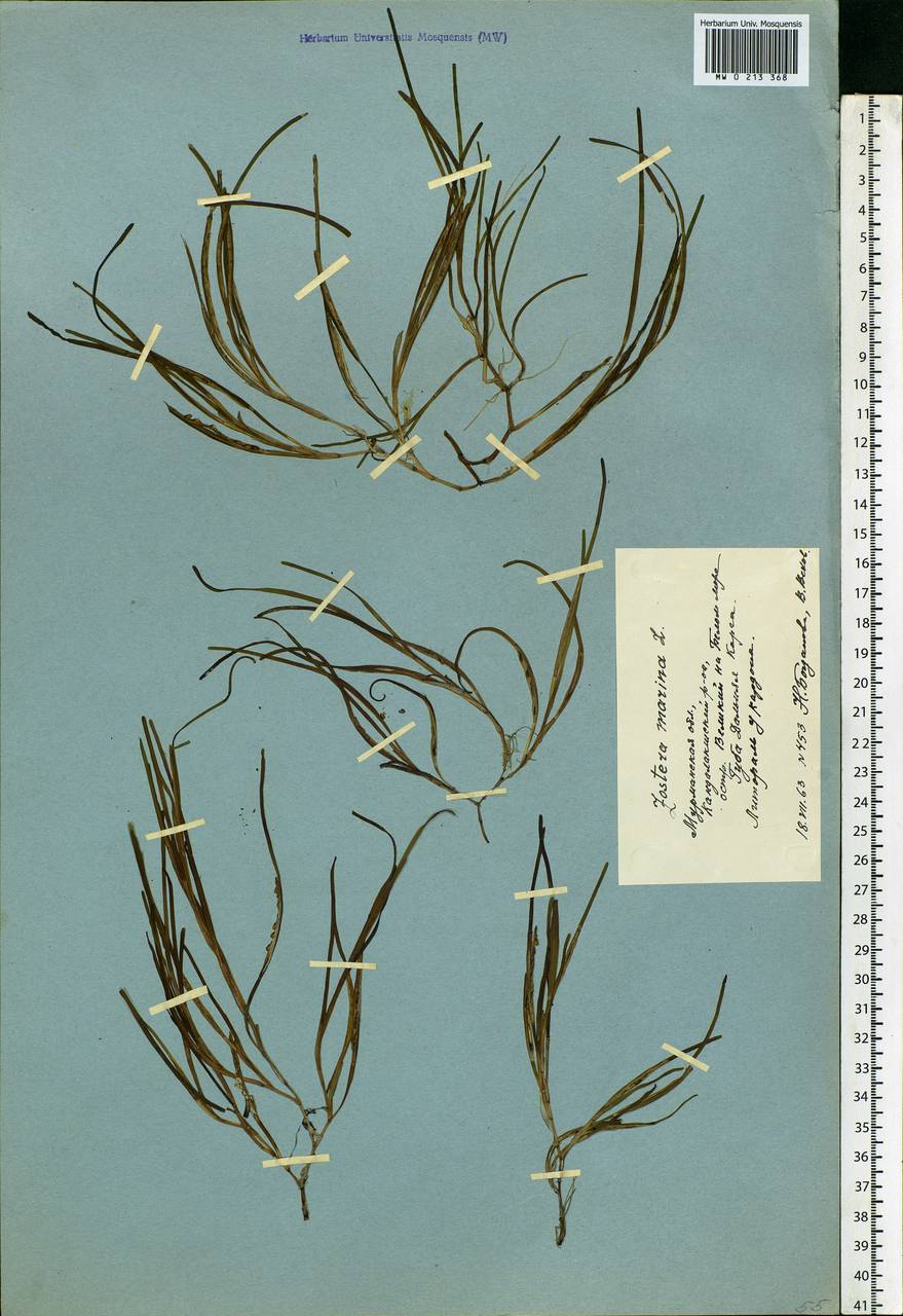 Zostera marina L., Eastern Europe, Northern region (E1) (Russia)