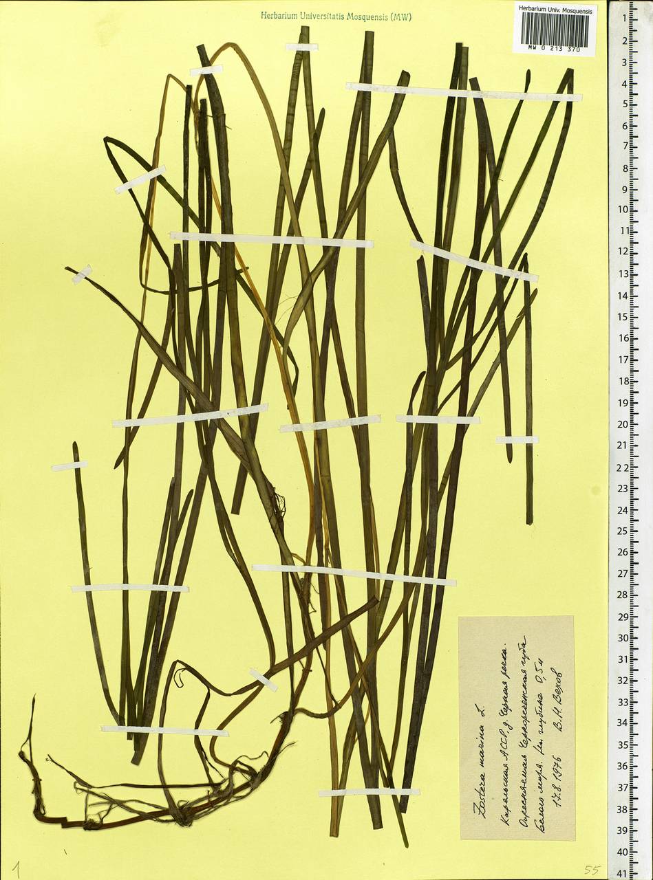 Zostera marina L., Eastern Europe, Northern region (E1) (Russia)