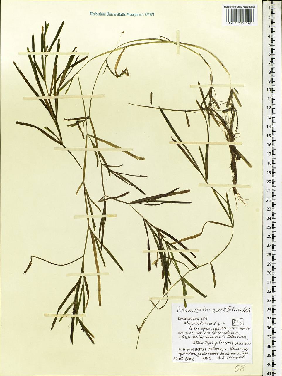 Potamogeton acutifolius Link, Eastern Europe, Central region (E4) (Russia)