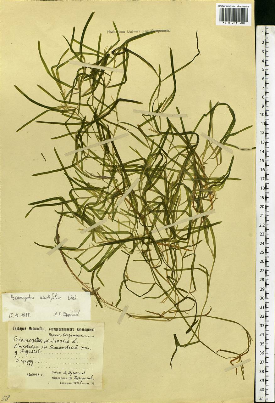 Potamogeton acutifolius Link ex Roem. & Schult., Eastern Europe, Moscow region (E4a) (Russia)