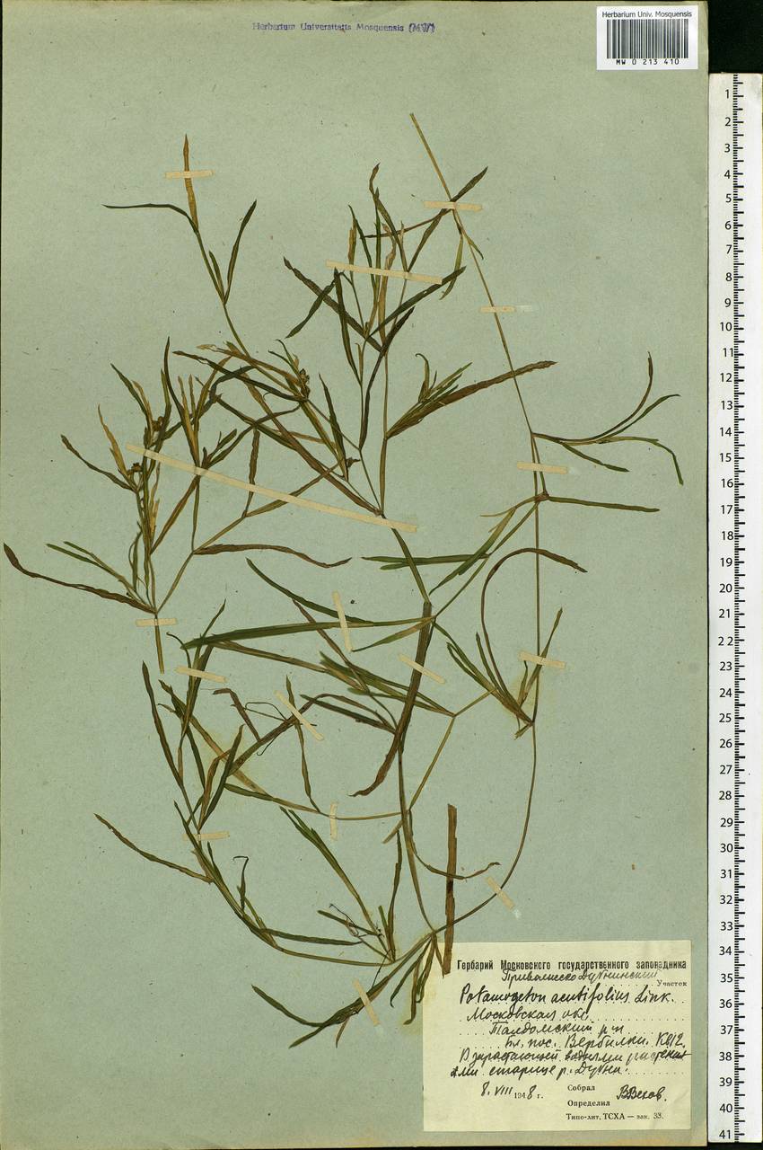 Potamogeton acutifolius Link ex Roem. & Schult., Eastern Europe, Moscow region (E4a) (Russia)