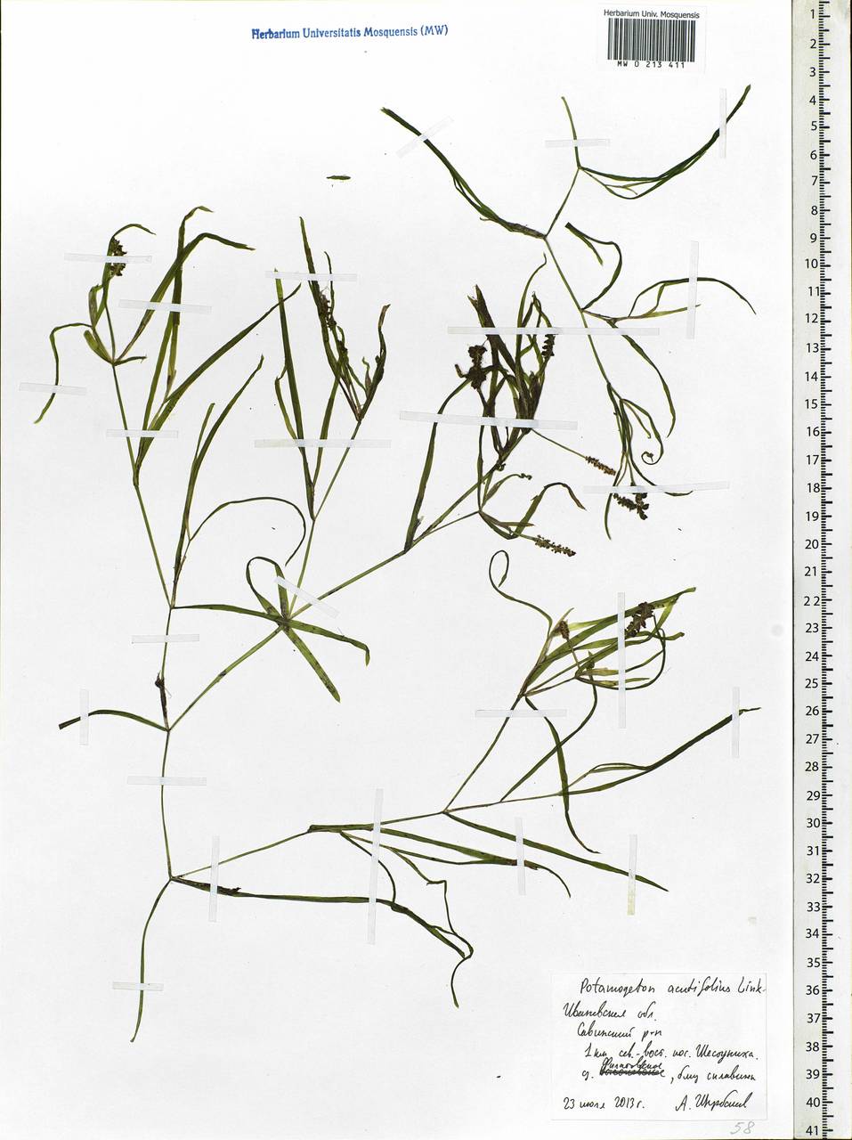 Potamogeton acutifolius Link ex Roem. & Schult., Eastern Europe, Central forest region (E5) (Russia)