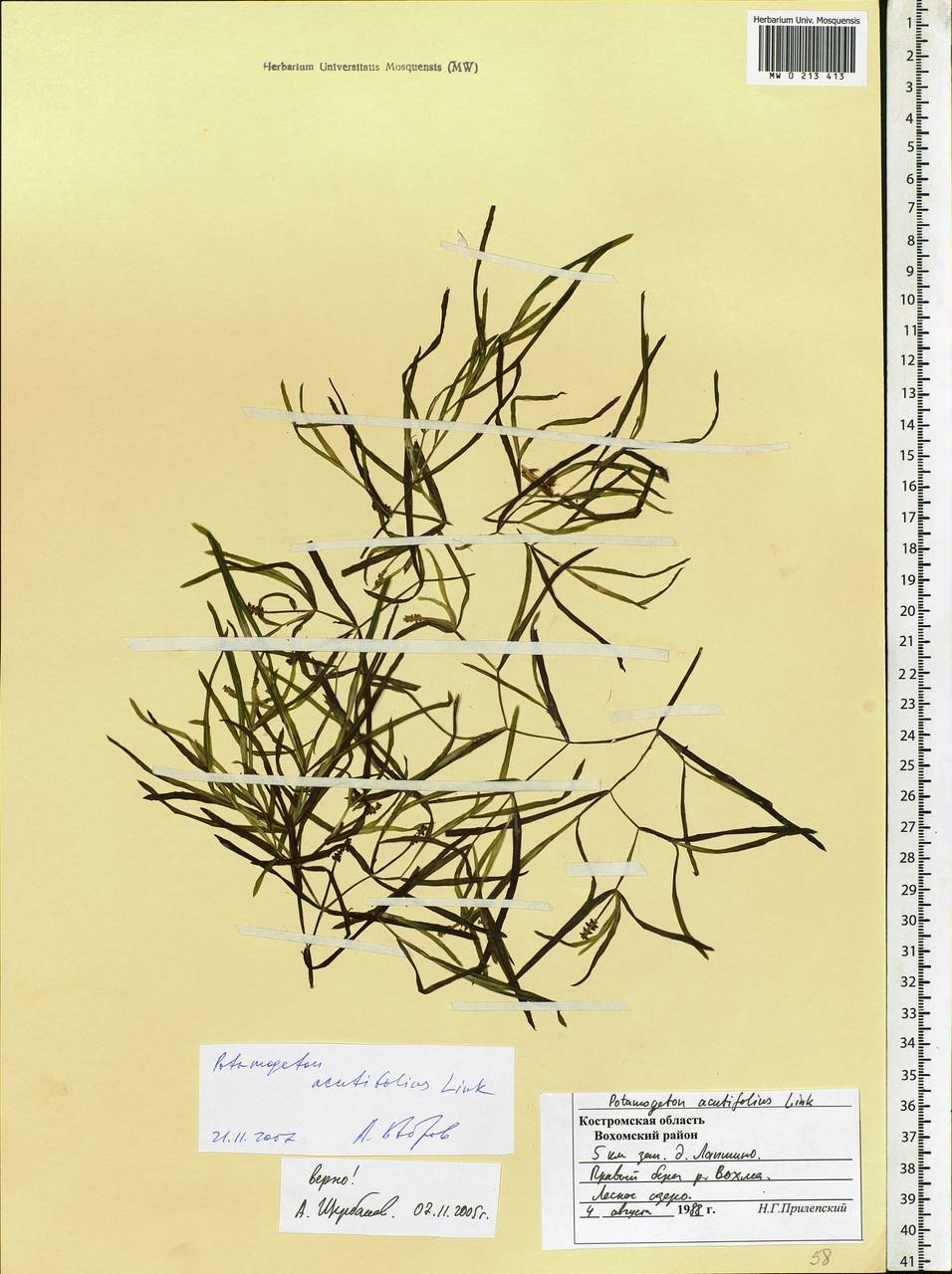 Potamogeton acutifolius Link ex Roem. & Schult., Eastern Europe, Central forest region (E5) (Russia)