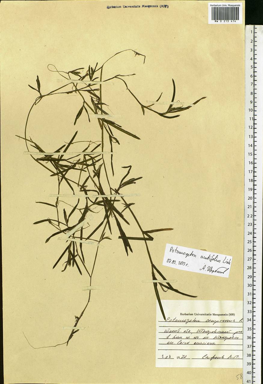 Potamogeton acutifolius Link ex Roem. & Schult., Eastern Europe, Central forest-and-steppe region (E6) (Russia)