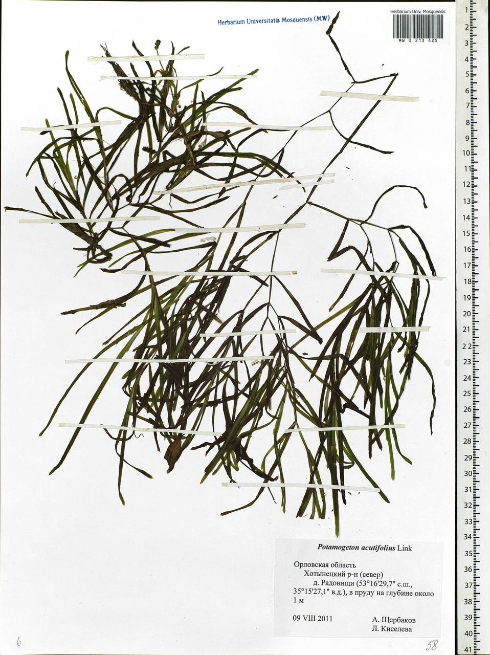Potamogeton acutifolius Link ex Roem. & Schult., Eastern Europe, Central forest-and-steppe region (E6) (Russia)