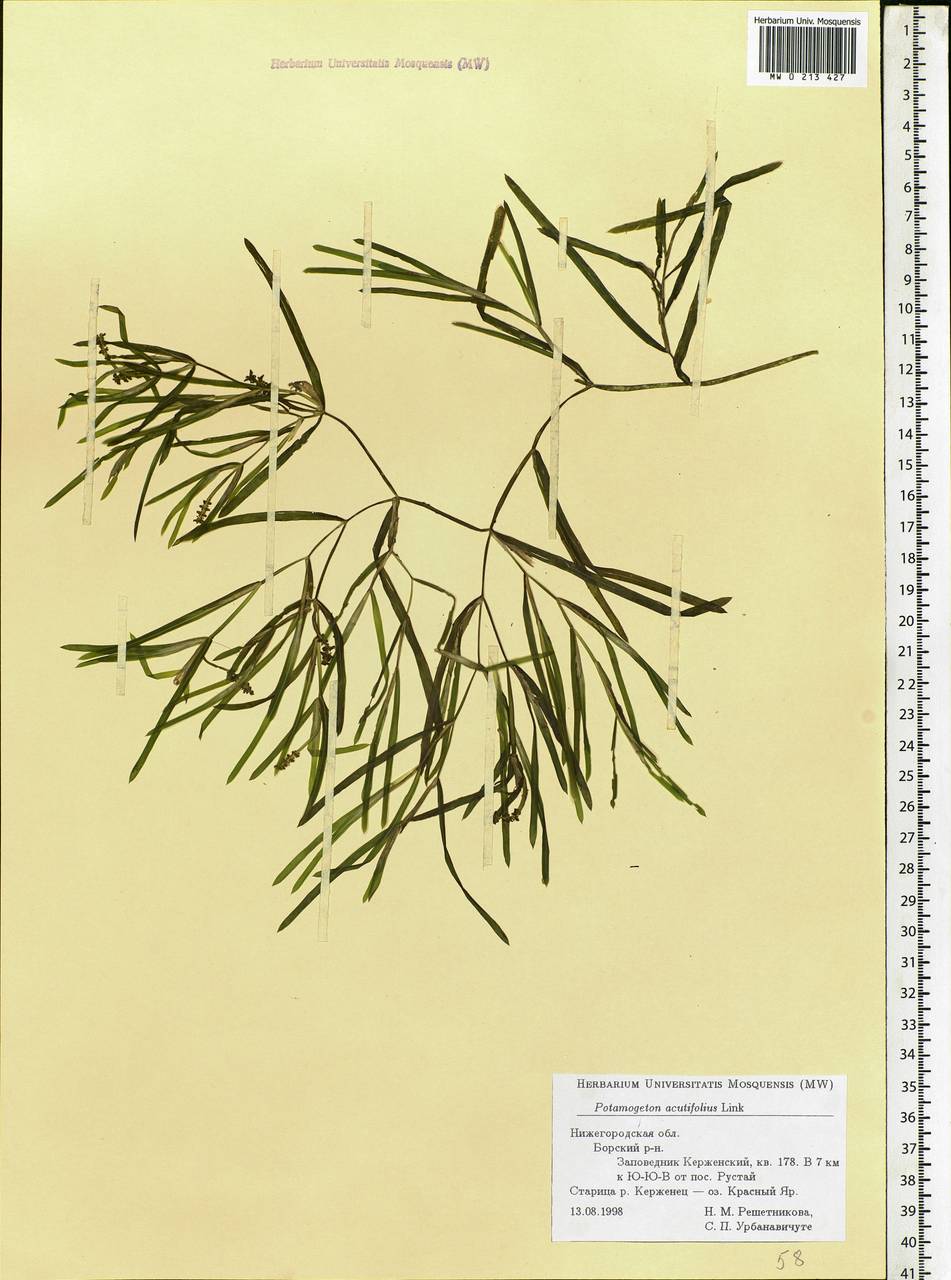 Potamogeton acutifolius Link ex Roem. & Schult., Eastern Europe, Volga-Kama region (E7) (Russia)