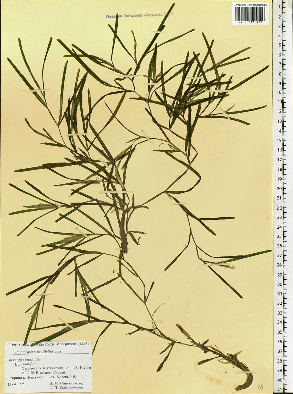 Potamogeton acutifolius Link ex Roem. & Schult., Eastern Europe, Volga-Kama region (E7) (Russia)