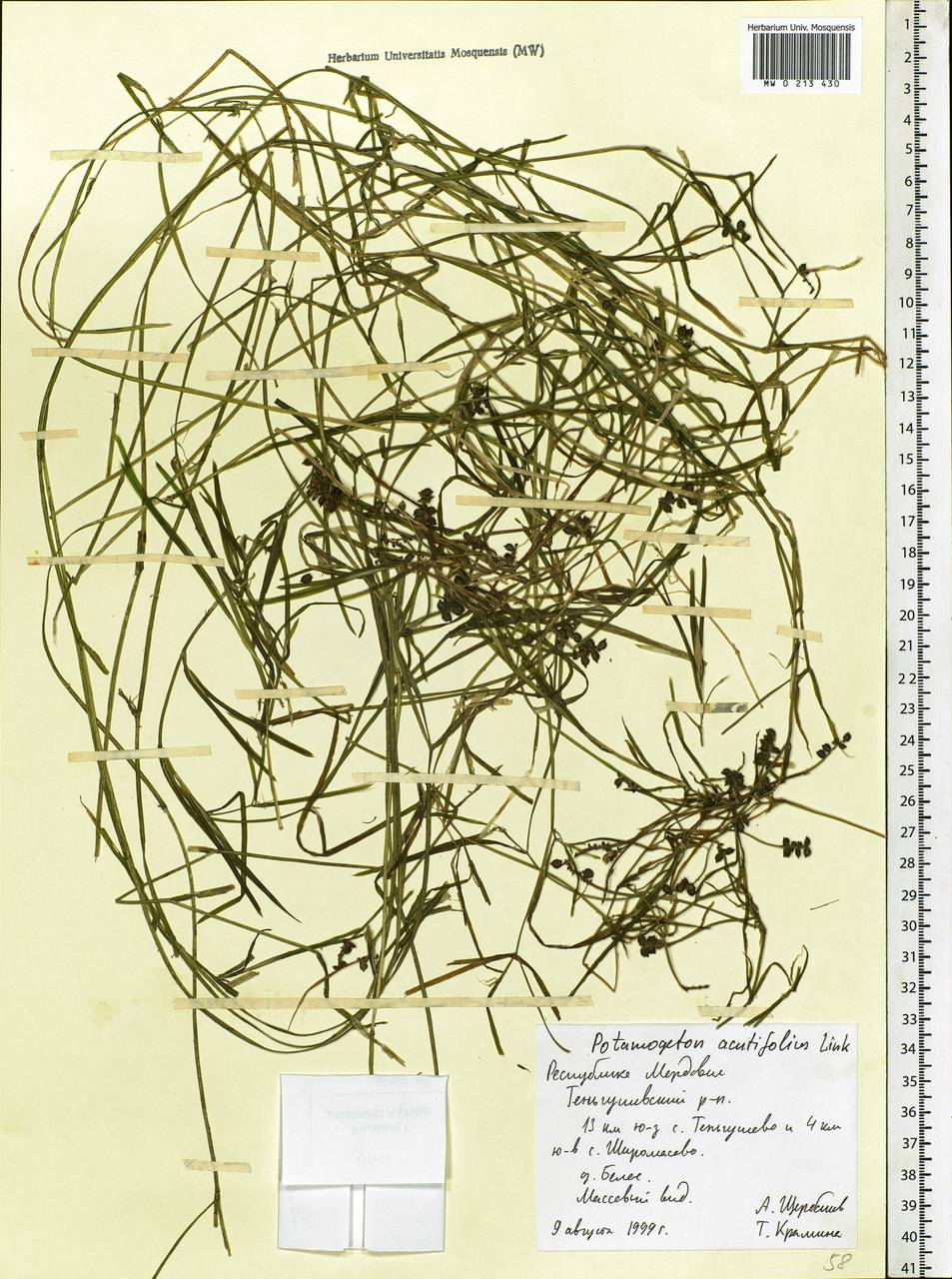 Potamogeton acutifolius Link ex Roem. & Schult., Eastern Europe, Middle Volga region (E8) (Russia)