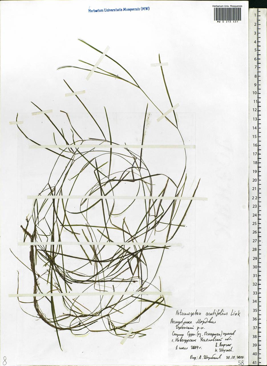 Potamogeton acutifolius Link ex Roem. & Schult., Eastern Europe, Middle Volga region (E8) (Russia)