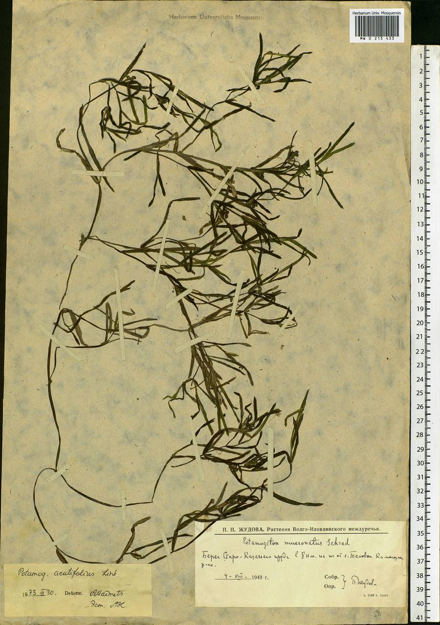 Potamogeton acutifolius Link ex Roem. & Schult., Eastern Europe, Lower Volga region (E9) (Russia)