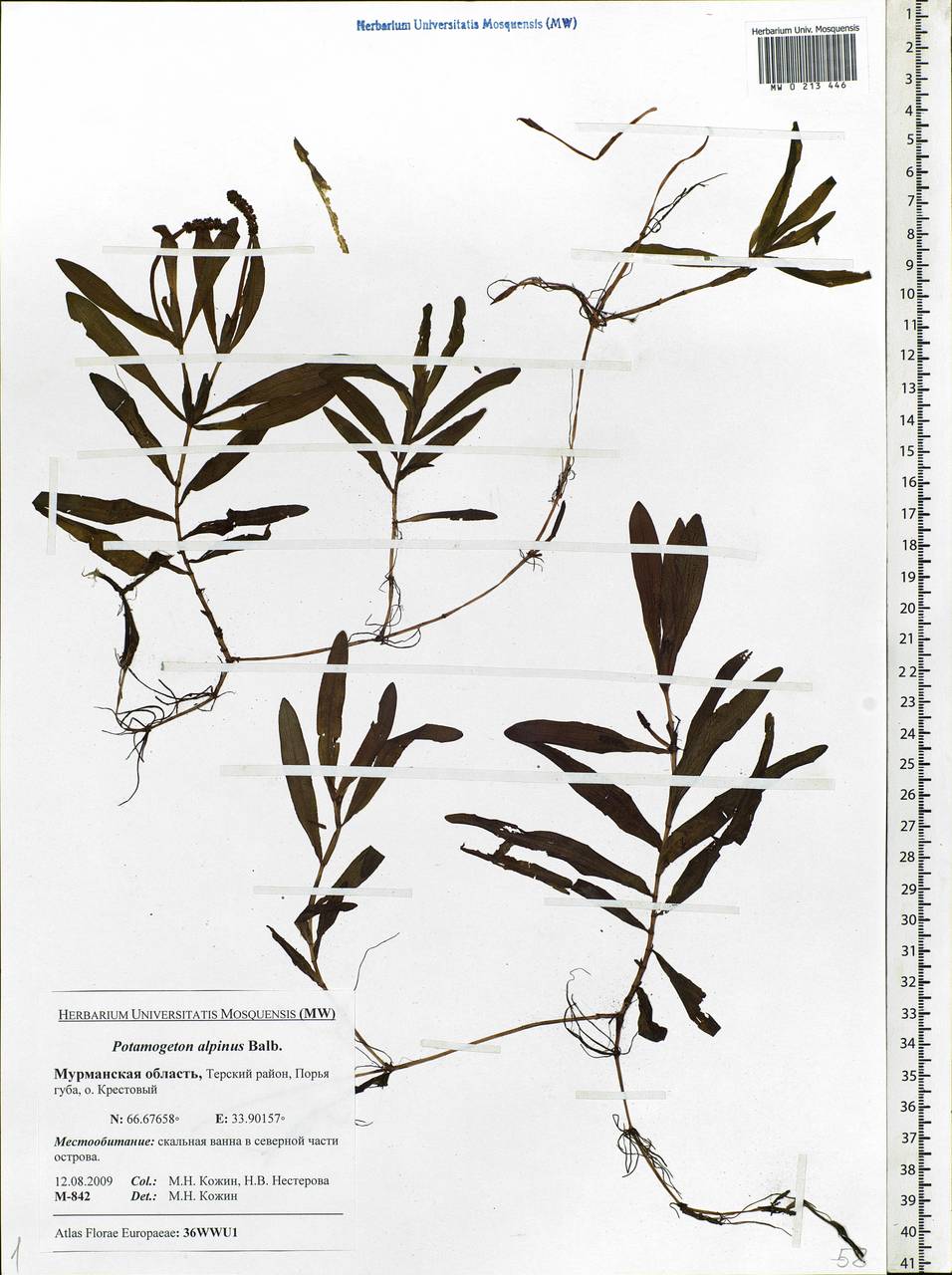 Potamogeton alpinus Balb., Eastern Europe, Northern region (E1) (Russia)