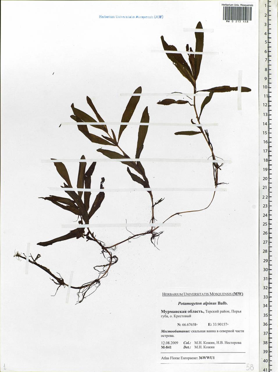 Potamogeton alpinus Balb., Eastern Europe, Northern region (E1) (Russia)