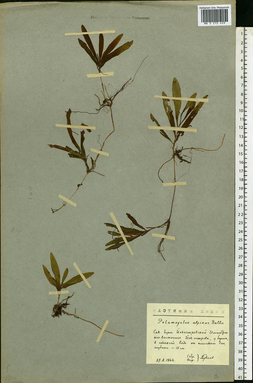 Potamogeton alpinus Balb., Eastern Europe, Northern region (E1) (Russia)