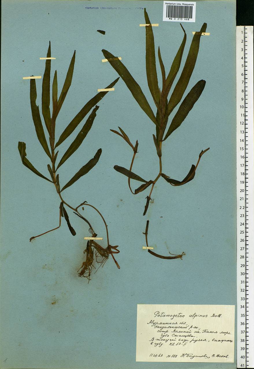 Potamogeton alpinus Balb., Eastern Europe, Northern region (E1) (Russia)