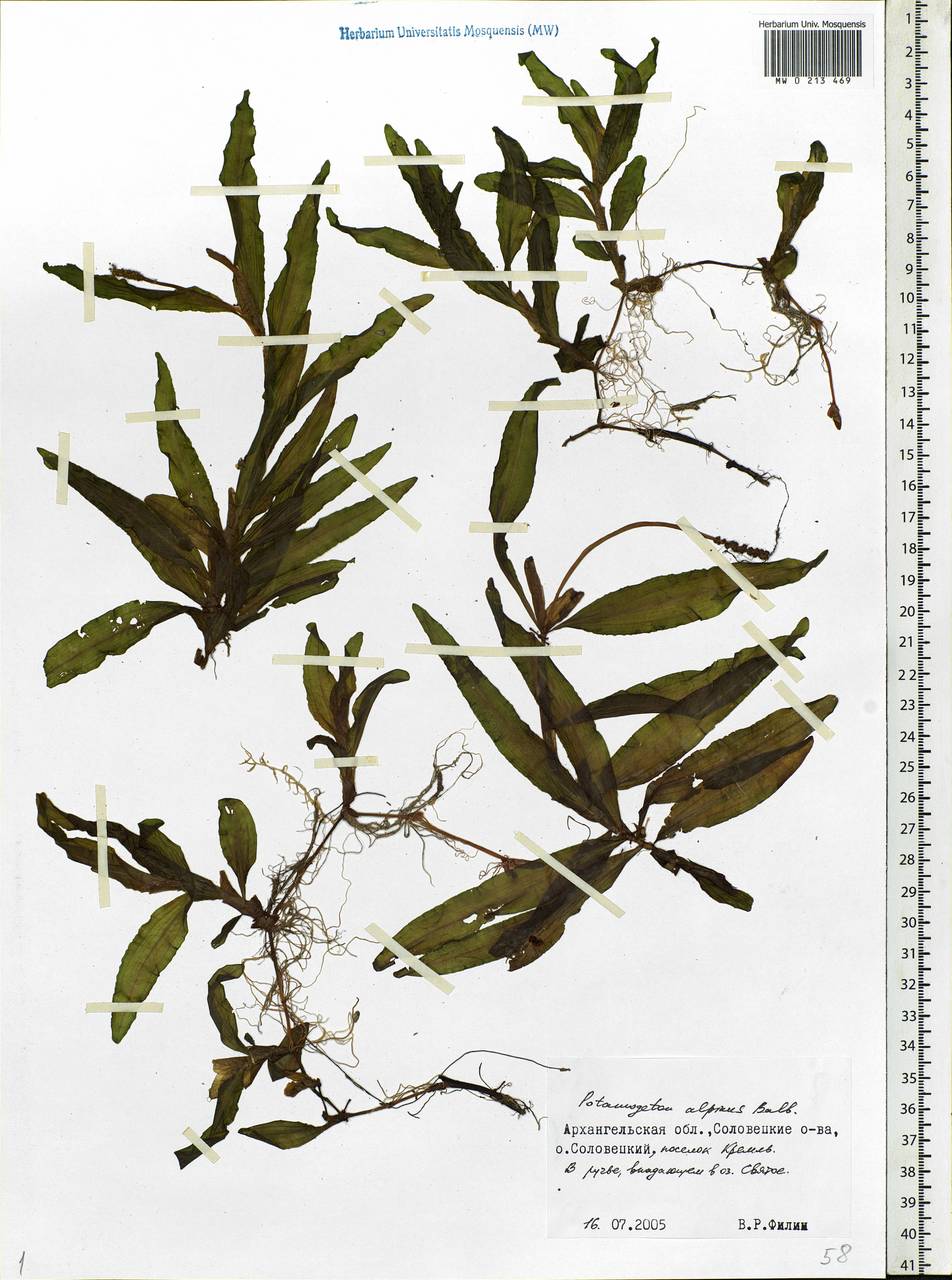 Potamogeton alpinus Balb., Eastern Europe, Northern region (E1) (Russia)