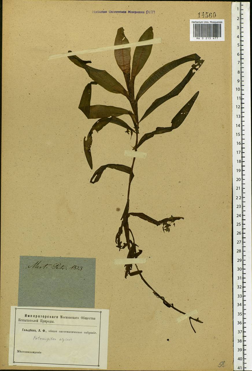 Potamogeton alpinus Balb., Eastern Europe, North-Western region (E2) (Russia)