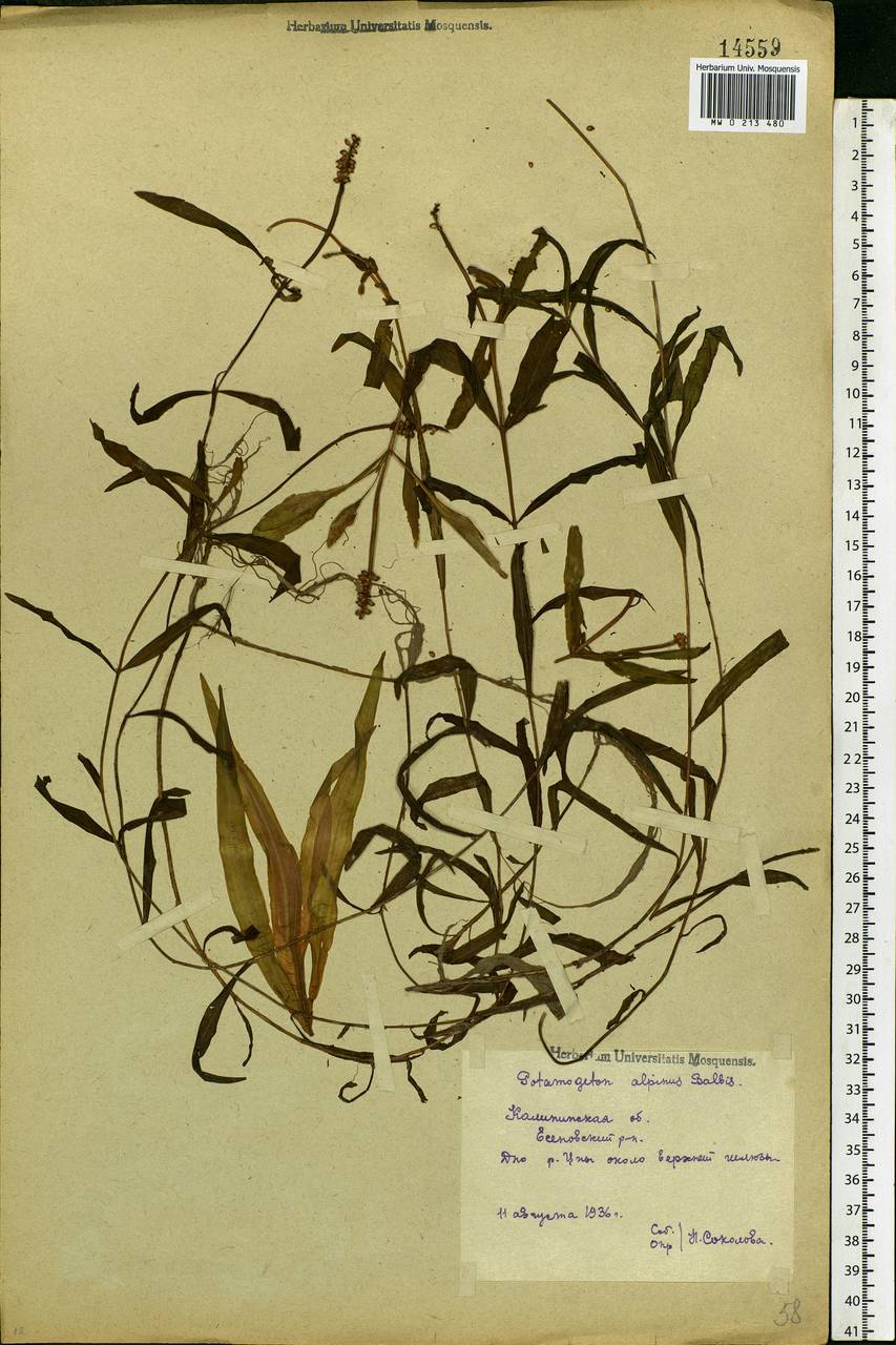 Potamogeton alpinus Balb., Eastern Europe, North-Western region (E2) (Russia)