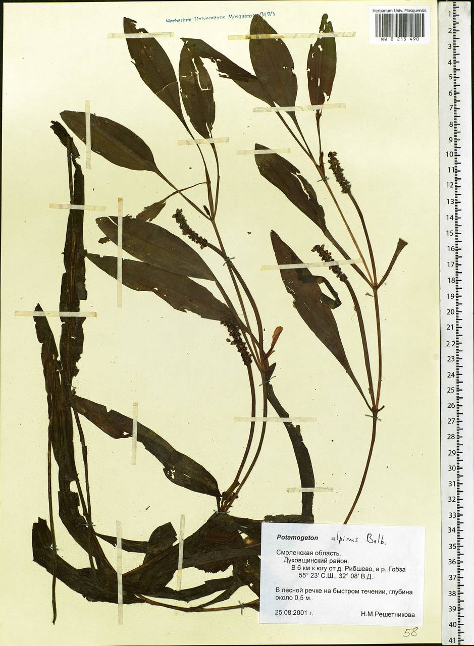 Potamogeton alpinus Balb., Eastern Europe, Western region (E3) (Russia)