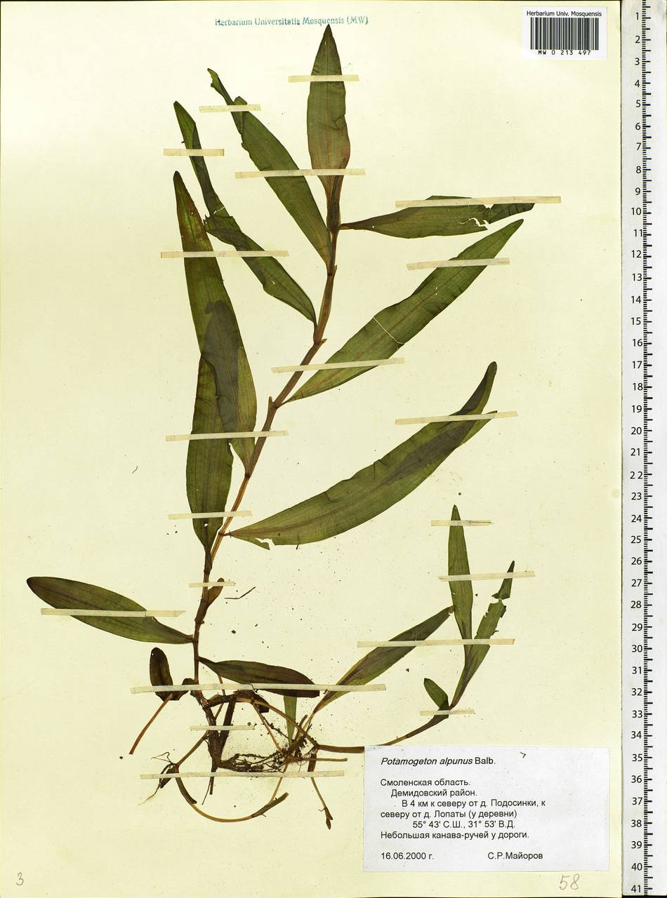 Potamogeton alpinus Balb., Eastern Europe, Western region (E3) (Russia)