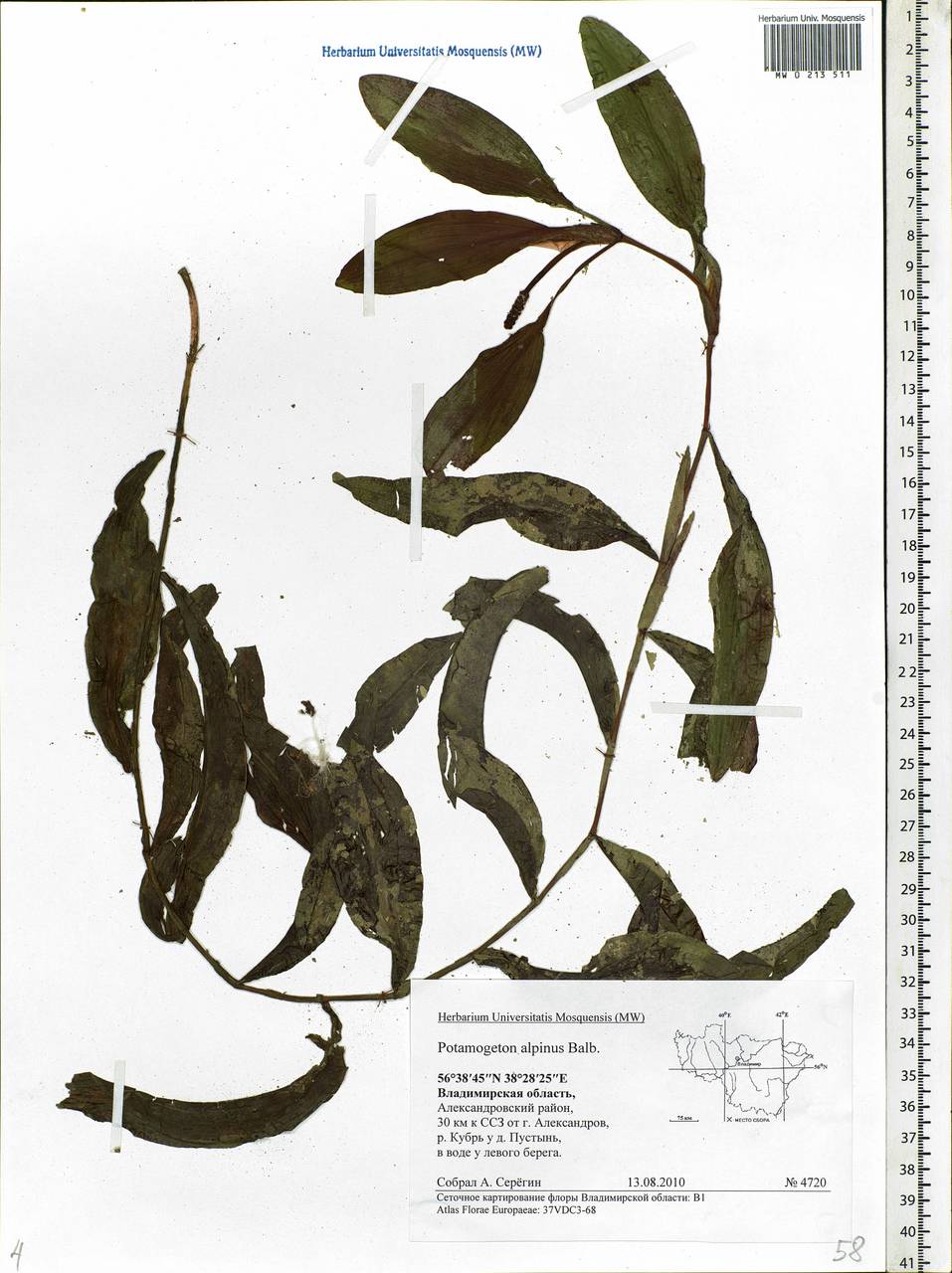 Potamogeton alpinus Balb., Eastern Europe, Central region (E4) (Russia)