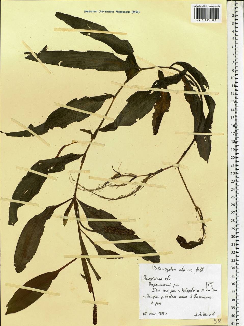 Potamogeton alpinus Balb., Eastern Europe, Central region (E4) (Russia)