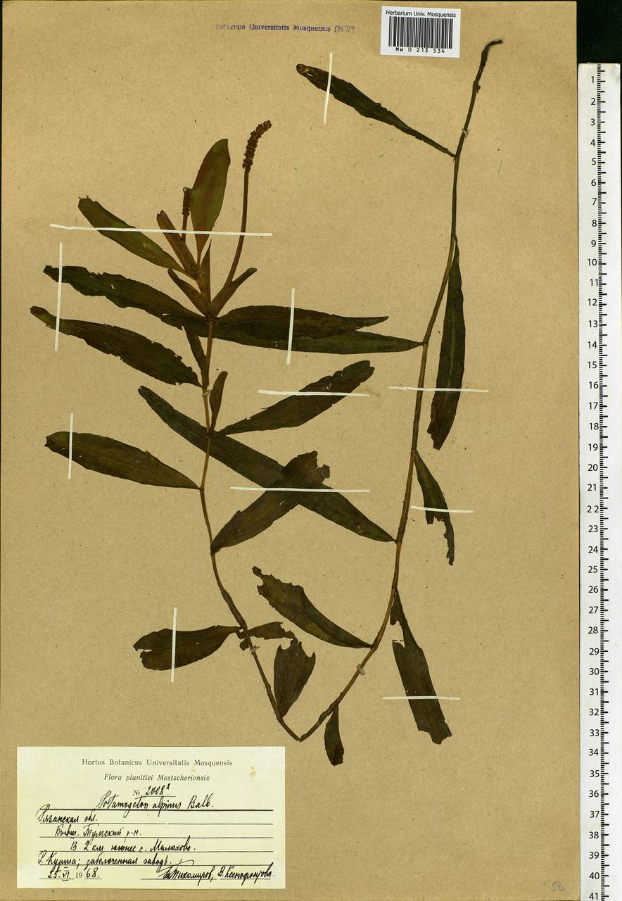 Potamogeton alpinus Balb., Eastern Europe, Central region (E4) (Russia)