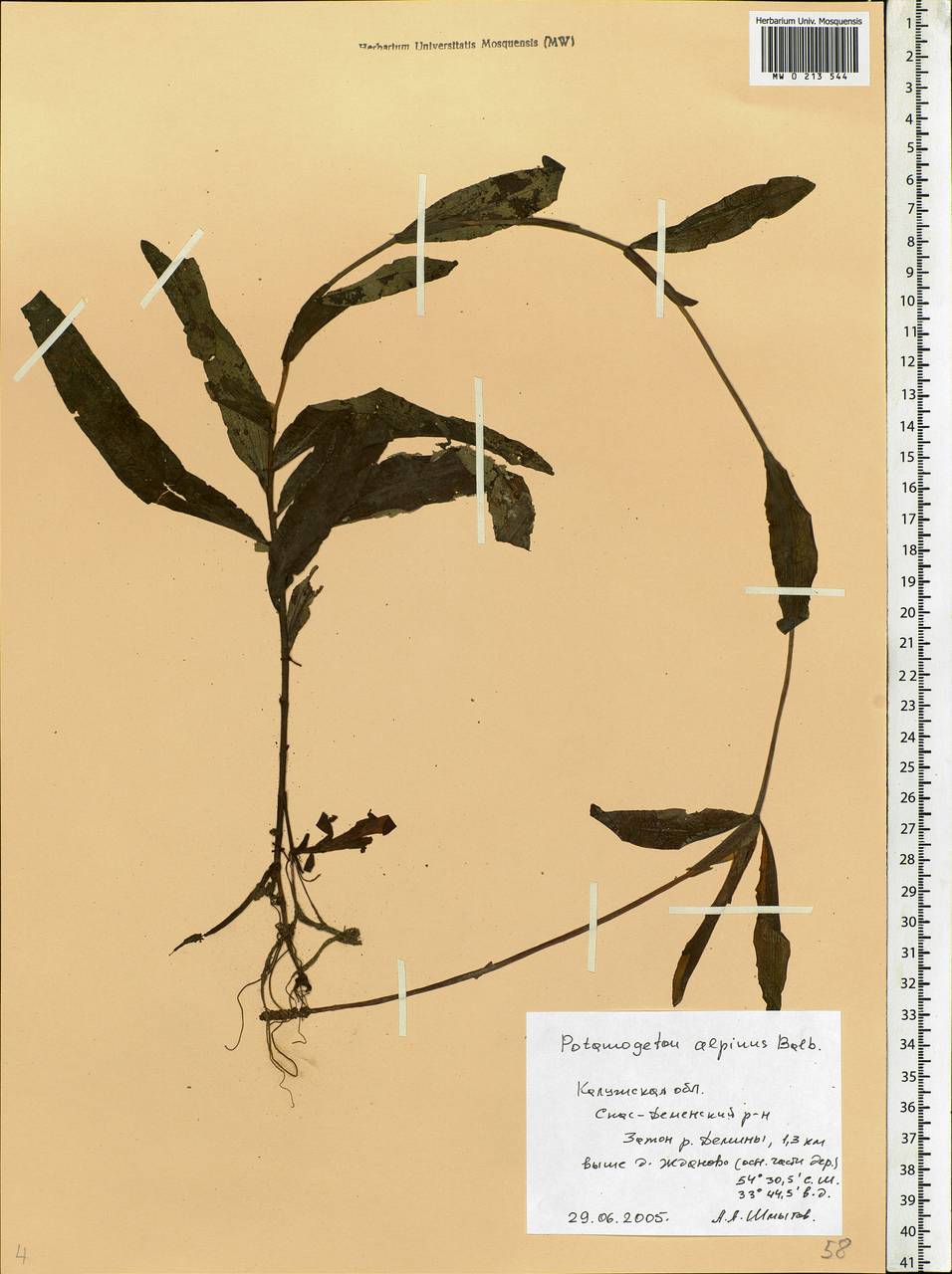 Potamogeton alpinus Balb., Eastern Europe, Central region (E4) (Russia)