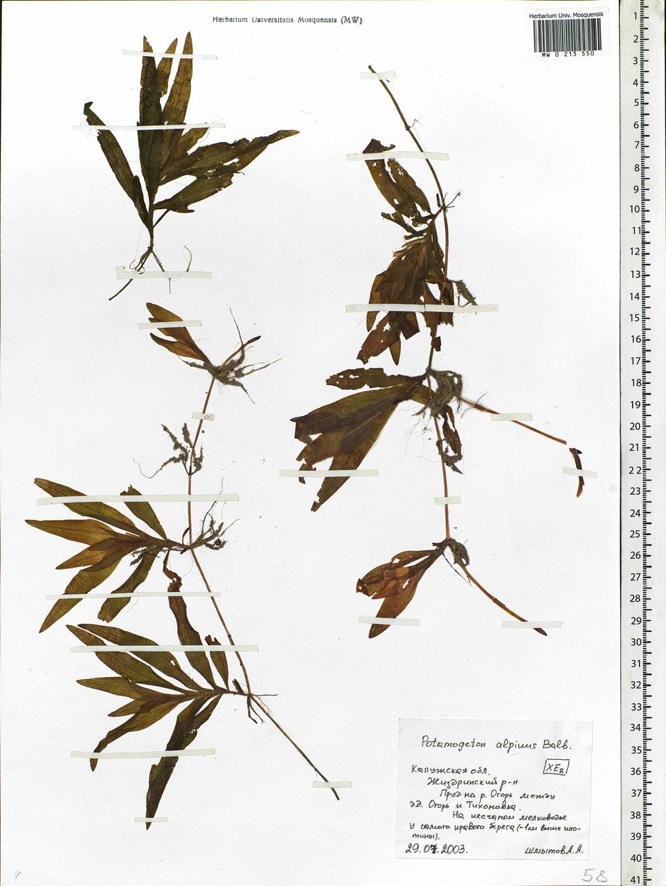 Potamogeton alpinus Balb., Eastern Europe, Central region (E4) (Russia)