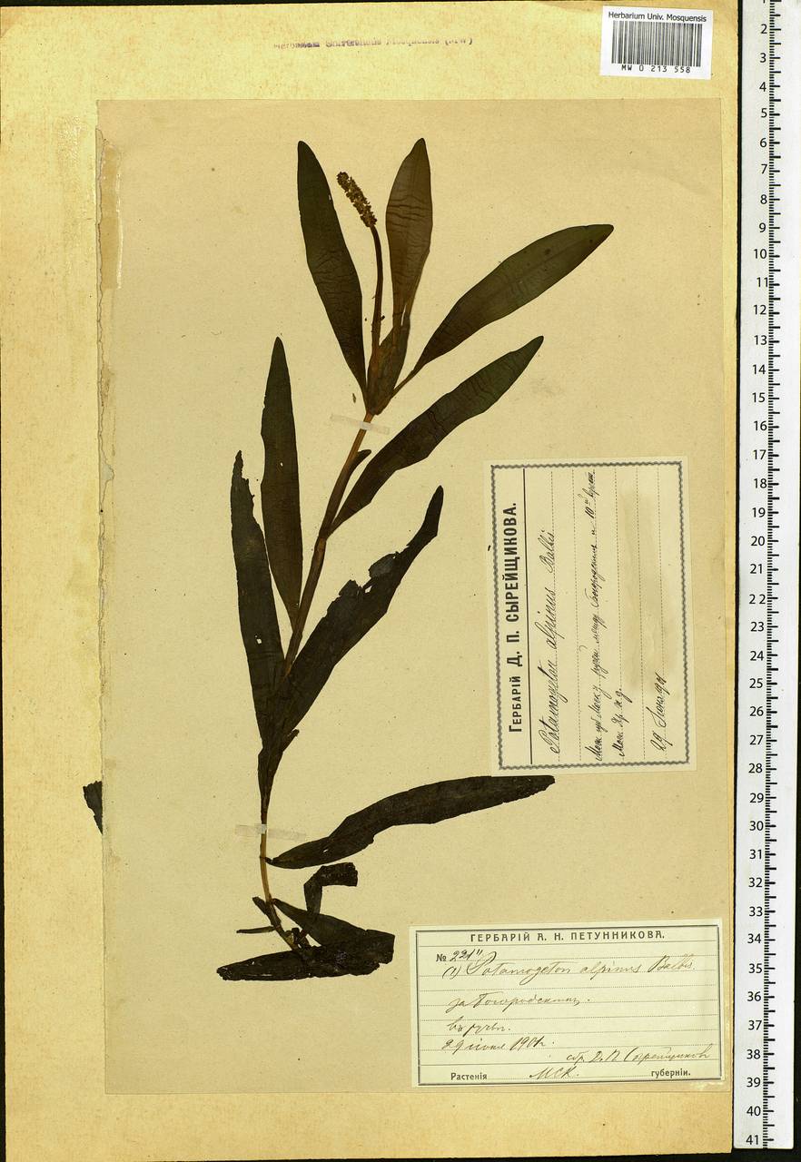 Potamogeton alpinus Balb., Eastern Europe, Moscow region (E4a) (Russia)