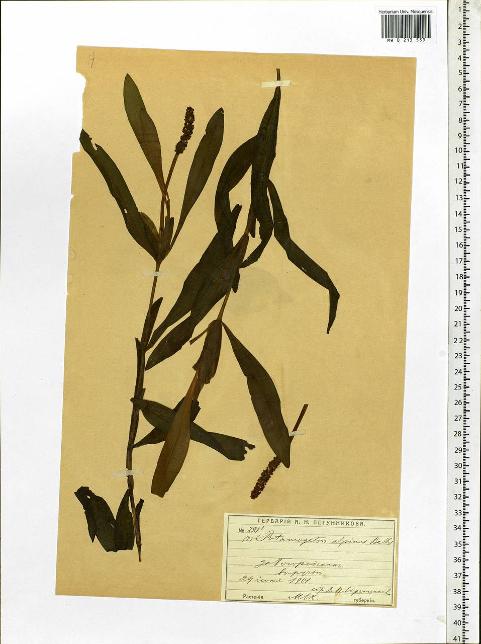 Potamogeton alpinus Balb., Eastern Europe, Moscow region (E4a) (Russia)