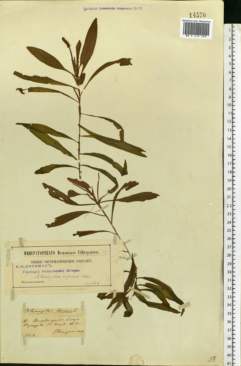 Potamogeton alpinus Balb., Eastern Europe, Moscow region (E4a) (Russia)