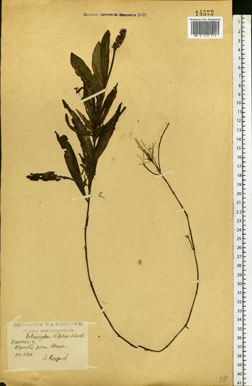 Potamogeton alpinus Balb., Eastern Europe, Moscow region (E4a) (Russia)