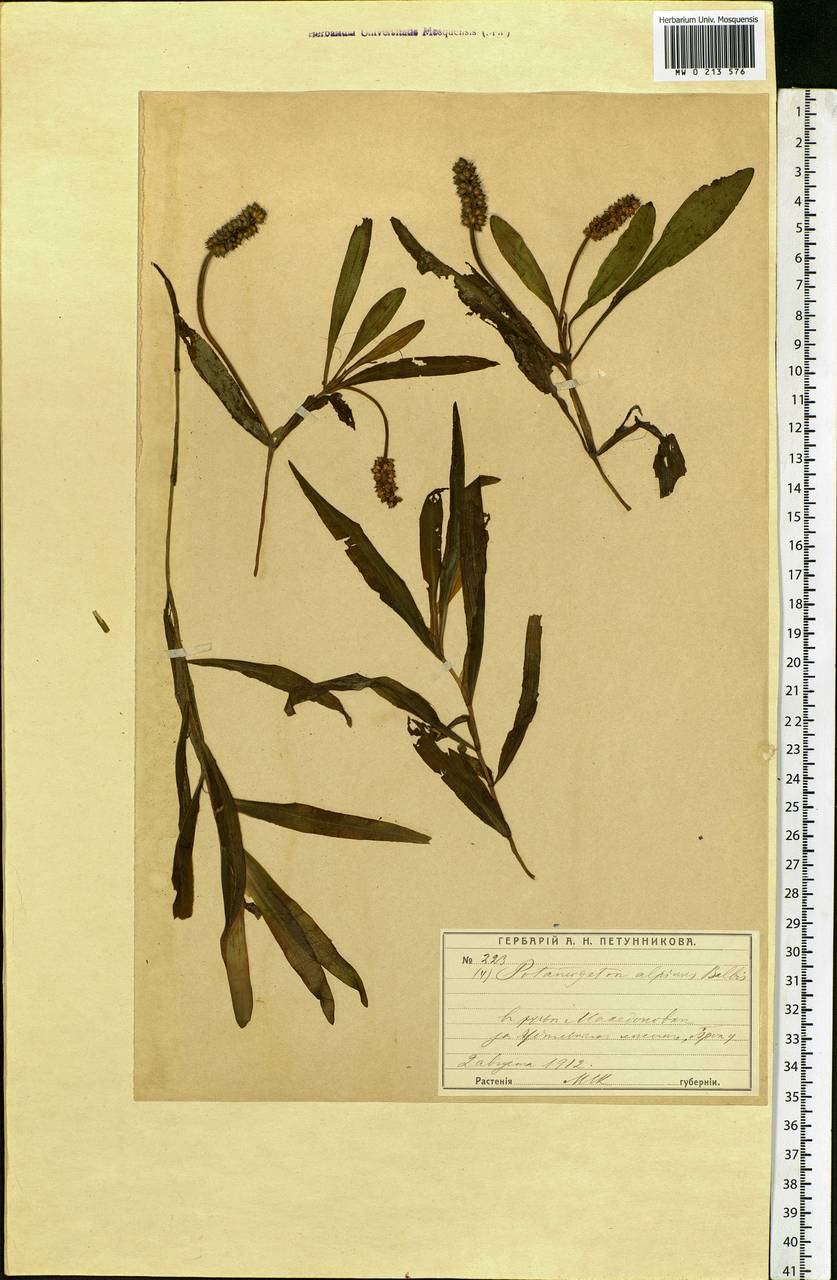 Potamogeton alpinus Balb., Eastern Europe, Moscow region (E4a) (Russia)