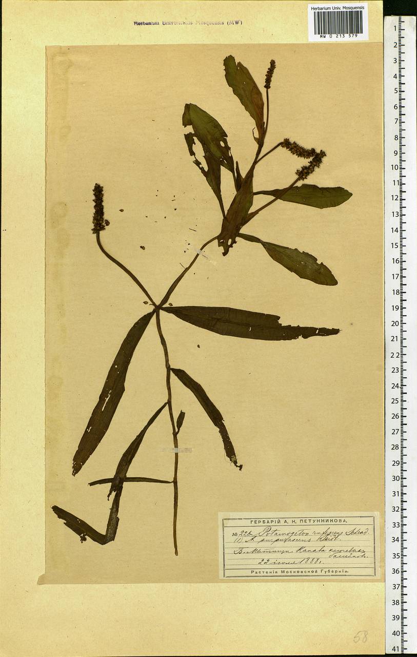 Potamogeton alpinus Balb., Eastern Europe, Moscow region (E4a) (Russia)