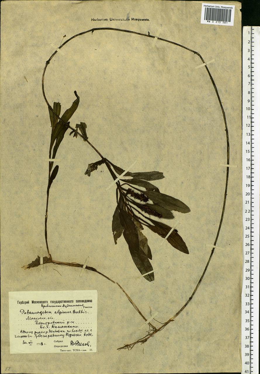 Potamogeton alpinus Balb., Eastern Europe, Moscow region (E4a) (Russia)