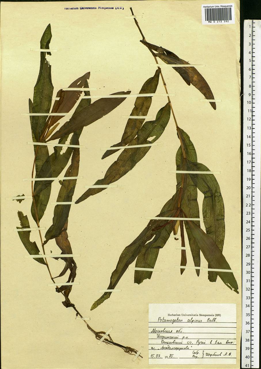 Potamogeton alpinus Balb., Eastern Europe, Moscow region (E4a) (Russia)