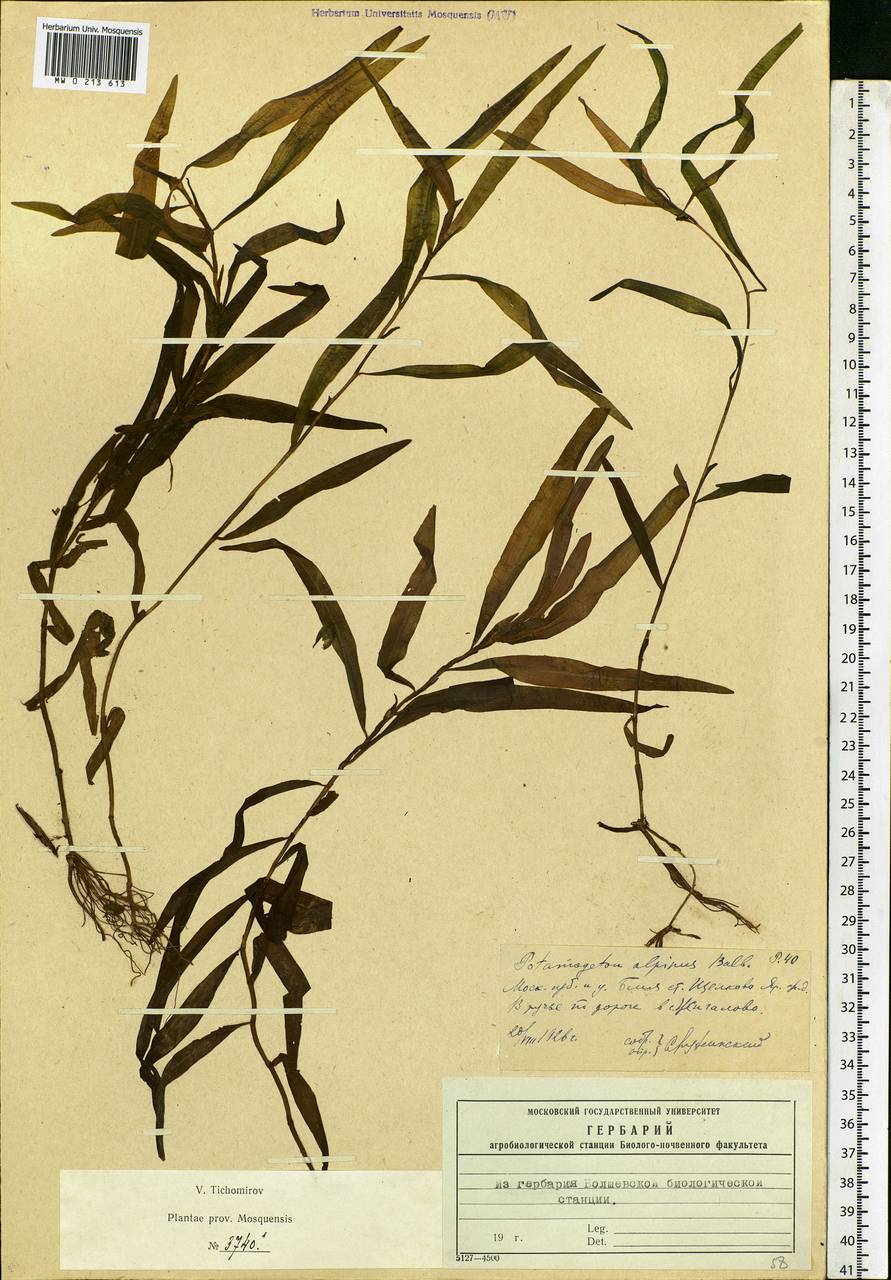 Potamogeton alpinus Balb., Eastern Europe, Moscow region (E4a) (Russia)