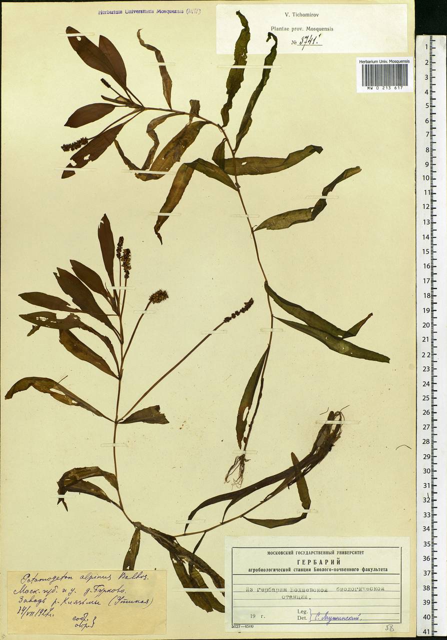 Potamogeton alpinus Balb., Eastern Europe, Moscow region (E4a) (Russia)