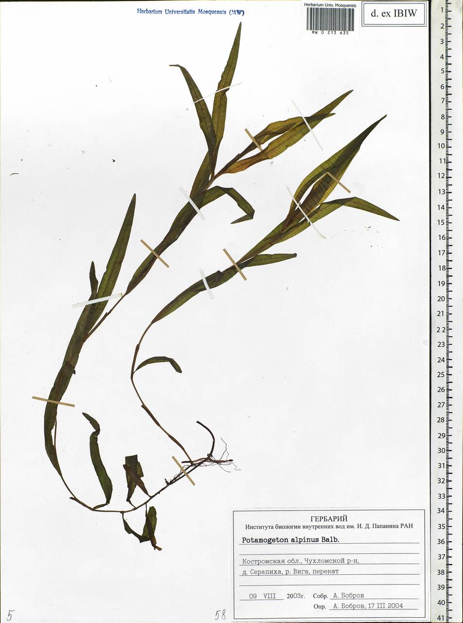 Potamogeton alpinus Balb., Eastern Europe, Central forest region (E5) (Russia)