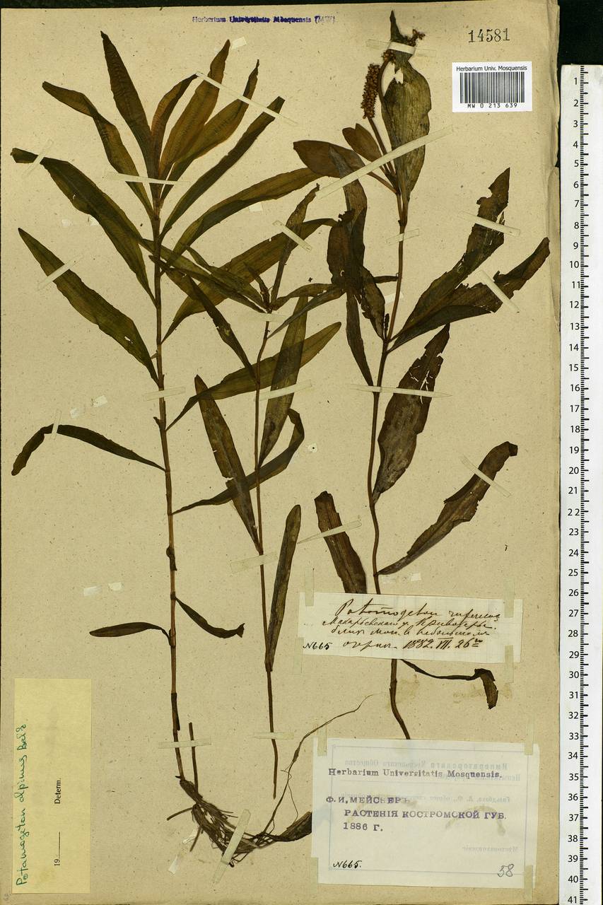 Potamogeton alpinus Balb., Eastern Europe, Central forest region (E5) (Russia)