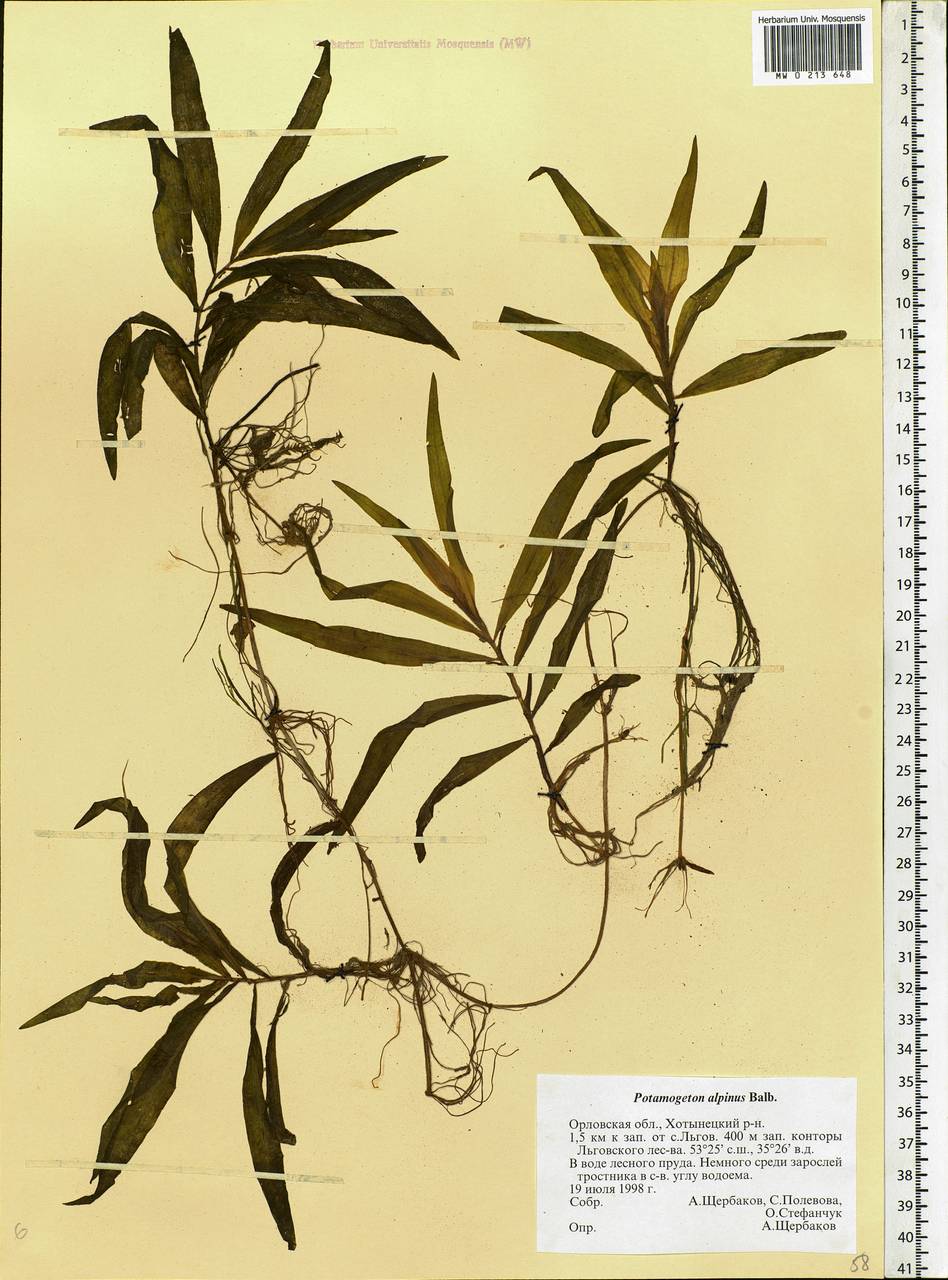 Potamogeton alpinus Balb., Eastern Europe, Central forest-and-steppe region (E6) (Russia)