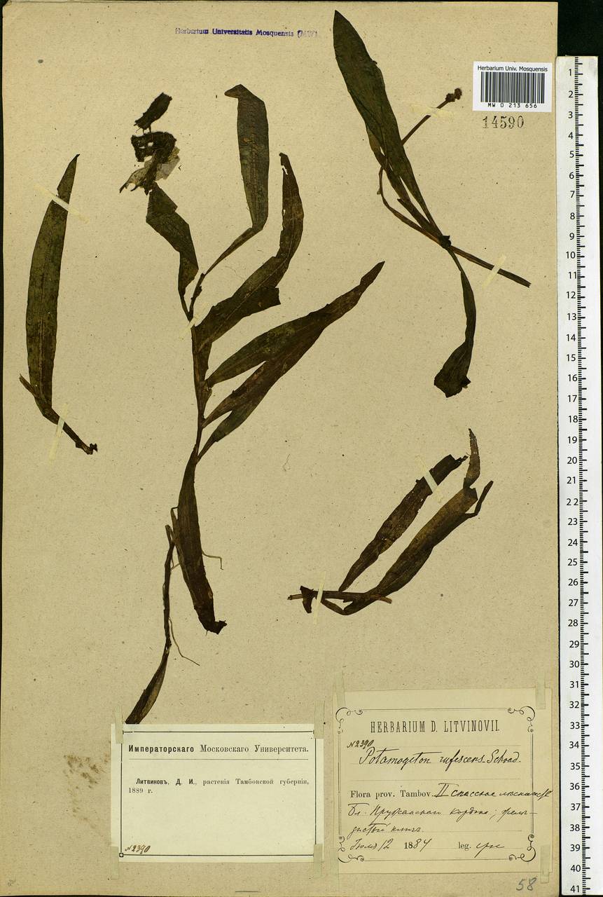 Potamogeton alpinus Balb., Eastern Europe, Middle Volga region (E8) (Russia)