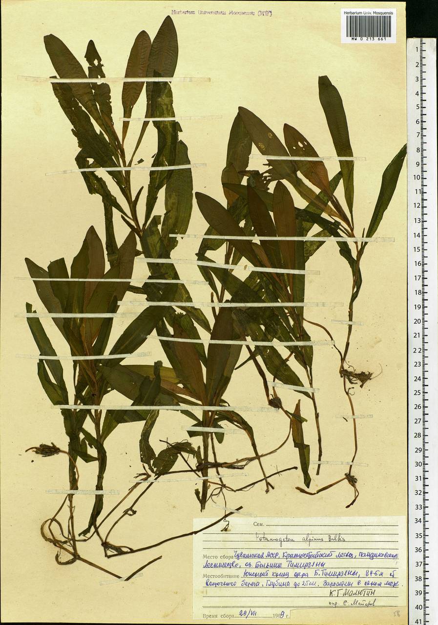 Potamogeton alpinus Balb., Eastern Europe, Middle Volga region (E8) (Russia)