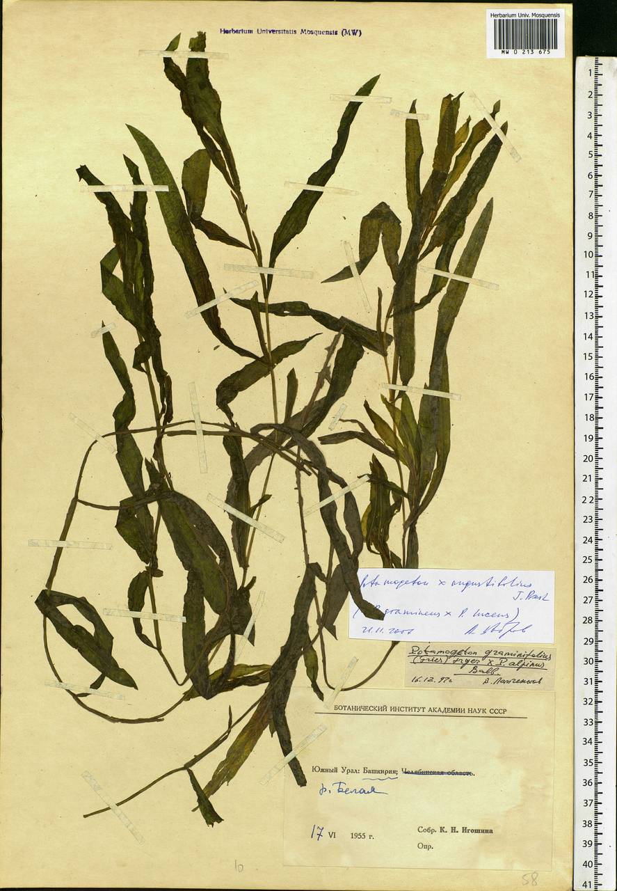 Potamogeton × angustifolius J.Presl, Eastern Europe, Eastern region (E10) (Russia)