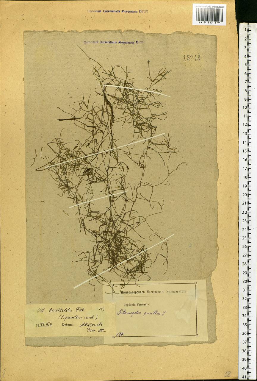 Potamogeton berchtoldii Fieber, Eastern Europe (no precise locality) (E0) (Not classified)