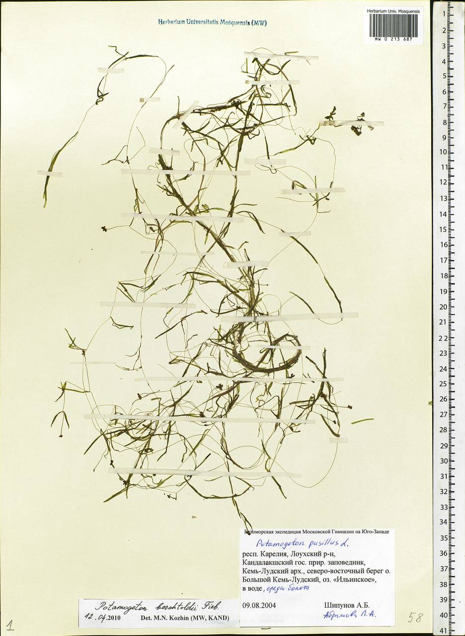 Potamogeton berchtoldii Fieber, Eastern Europe, Northern region (E1) (Russia)