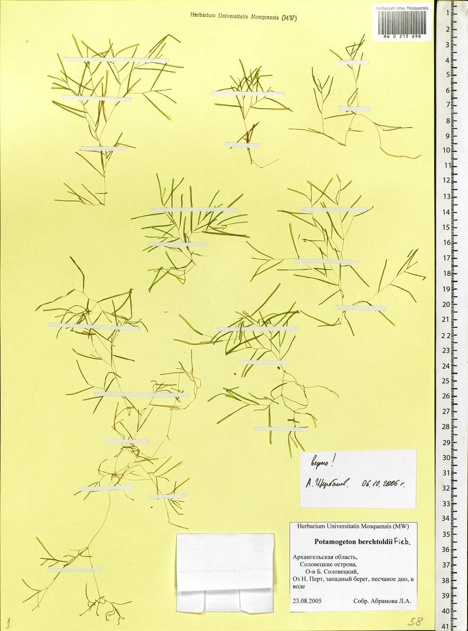 Potamogeton berchtoldii Fieber, Eastern Europe, Northern region (E1) (Russia)
