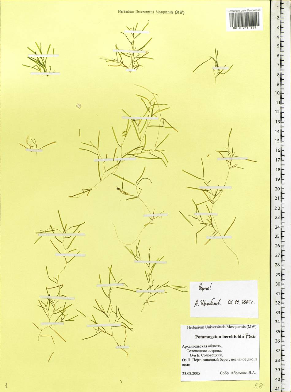 Potamogeton berchtoldii Fieber, Eastern Europe, Northern region (E1) (Russia)