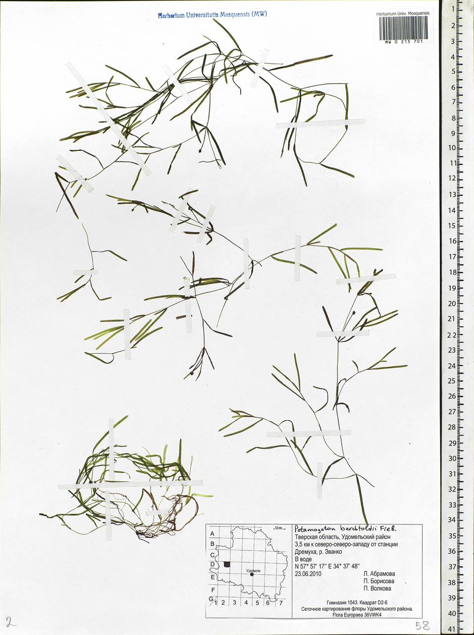 Potamogeton berchtoldii Fieber, Eastern Europe, North-Western region (E2) (Russia)