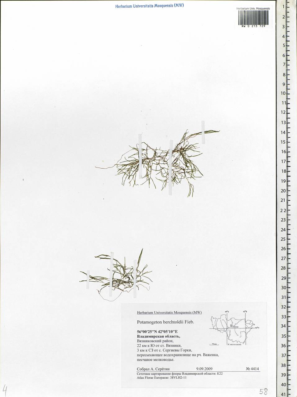 Potamogeton berchtoldii Fieber, Eastern Europe, Central region (E4) (Russia)